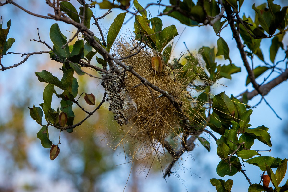 #TuesdayTrivia Time! Can You Identify the Nest's Owner? 🤔

Calling all nature enthusiasts and bird lovers! It's time for some Tuesday trivia. Take a close look at this intriguing nest and let us know which bird species you think it belongs to.