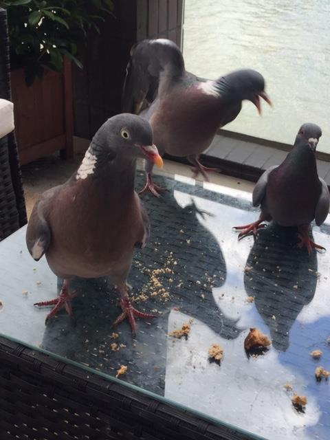 Howl_Sarah's tweet photo. Morning all. So there I was, having a nice cup of tea when it all kicked off. #thugbird https://t.co/rBn39WHQZT
