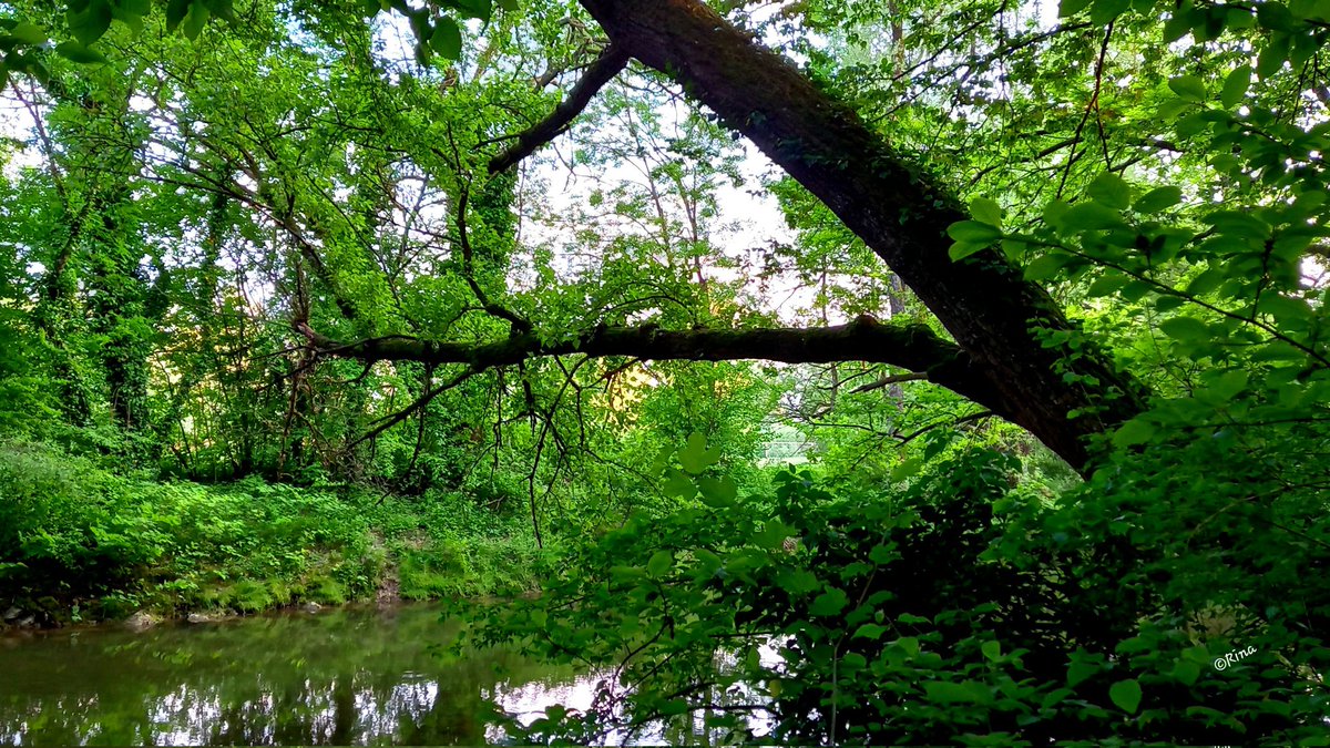 #GoodMorningTwitterWorld 
Lasst uns Brücken bauen 💚
#thicktrunktuesday #trees #nature #green #schönesgegendoofes