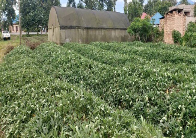 CipotatoRW's tweet photo. Across the country in Rwanda, the Sweetpotato decentralized vines multipliers (DVMs) are working hard to ensure that quality vines are available, accessible, and delivered to root growers on time at affordable prices. The commonly multiplied OFSP varieties are Kabode &amp; Vita. https://t.co/YH6Au7r5YQ