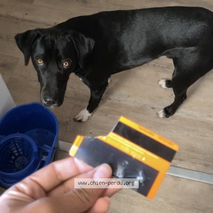 #chien #perdu à POITIERS 86000 (FR) chien-perdu.org/fr-fr/350522