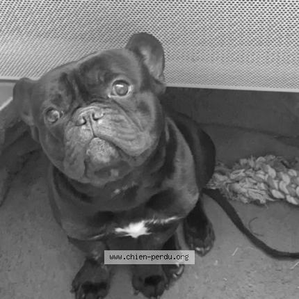 #chien #perdu à SAINT ANDRE DE L EURE 27220 (FR) chien-perdu.org/fr-fr/350536
