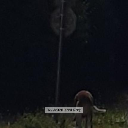 #chien #trouvé à CHARNAY LES MACON 71850 (FR) chien-perdu.org/fr-fr/350542