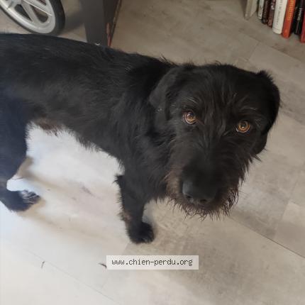 #chien #trouvé à CHAVANIAC LAFAYETTE 43230 (FR) chien-perdu.org/fr-fr/350549