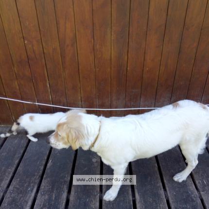 #chien #perdu à CHATIGNAC 16480 (FR) chien-perdu.org/fr-fr/350551