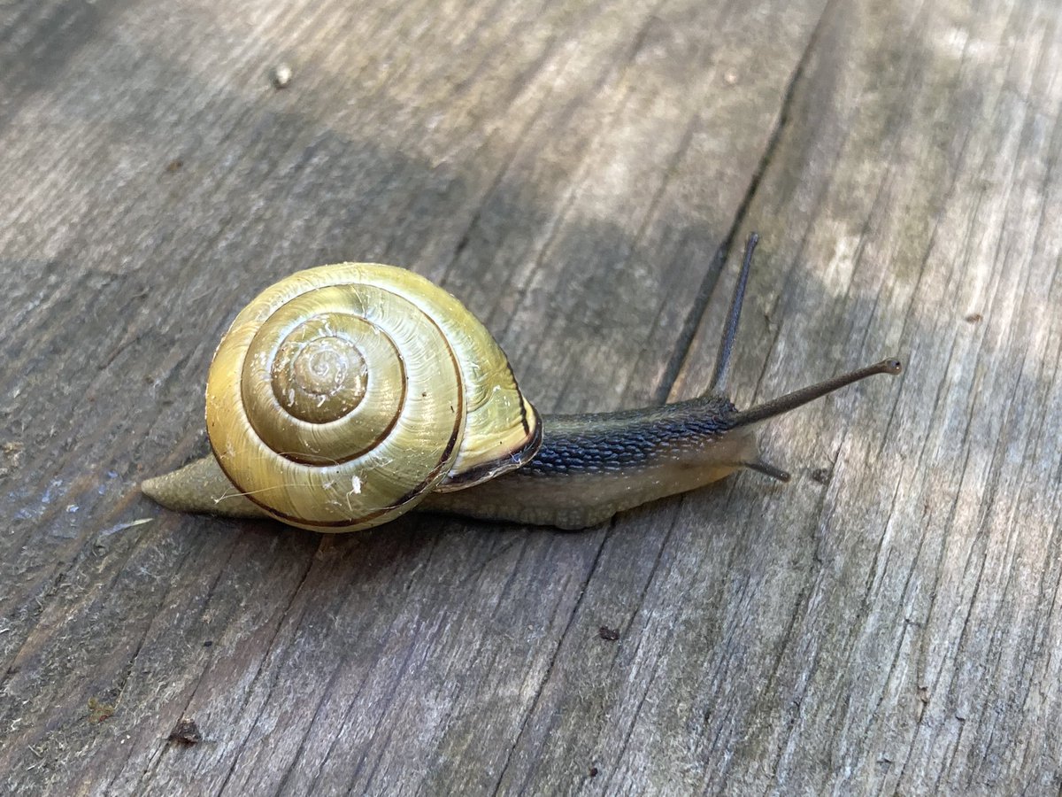 Concordmoose's tweet image. Other beautiful snail friends from the garden this morning. #naturespatterns