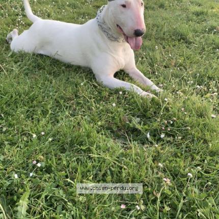 #chien #perdu à CHATEAU GONTIER 53200 (FR) chien-perdu.org/fr-fr/350554