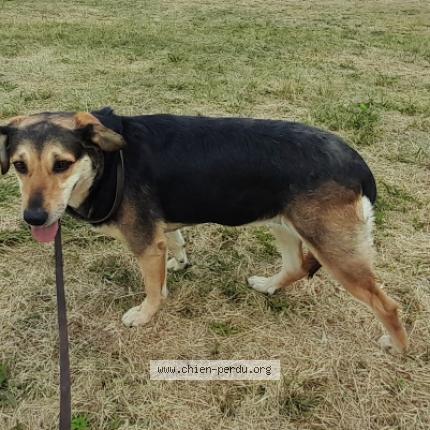 #chien #trouvé à SAINT MARTIN LA PALLU 86380 (FR) chien-perdu.org/fr-fr/350557