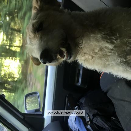 #chien #trouvé à EYMOUTIERS 87120 (FR) chien-perdu.org/fr-fr/350561