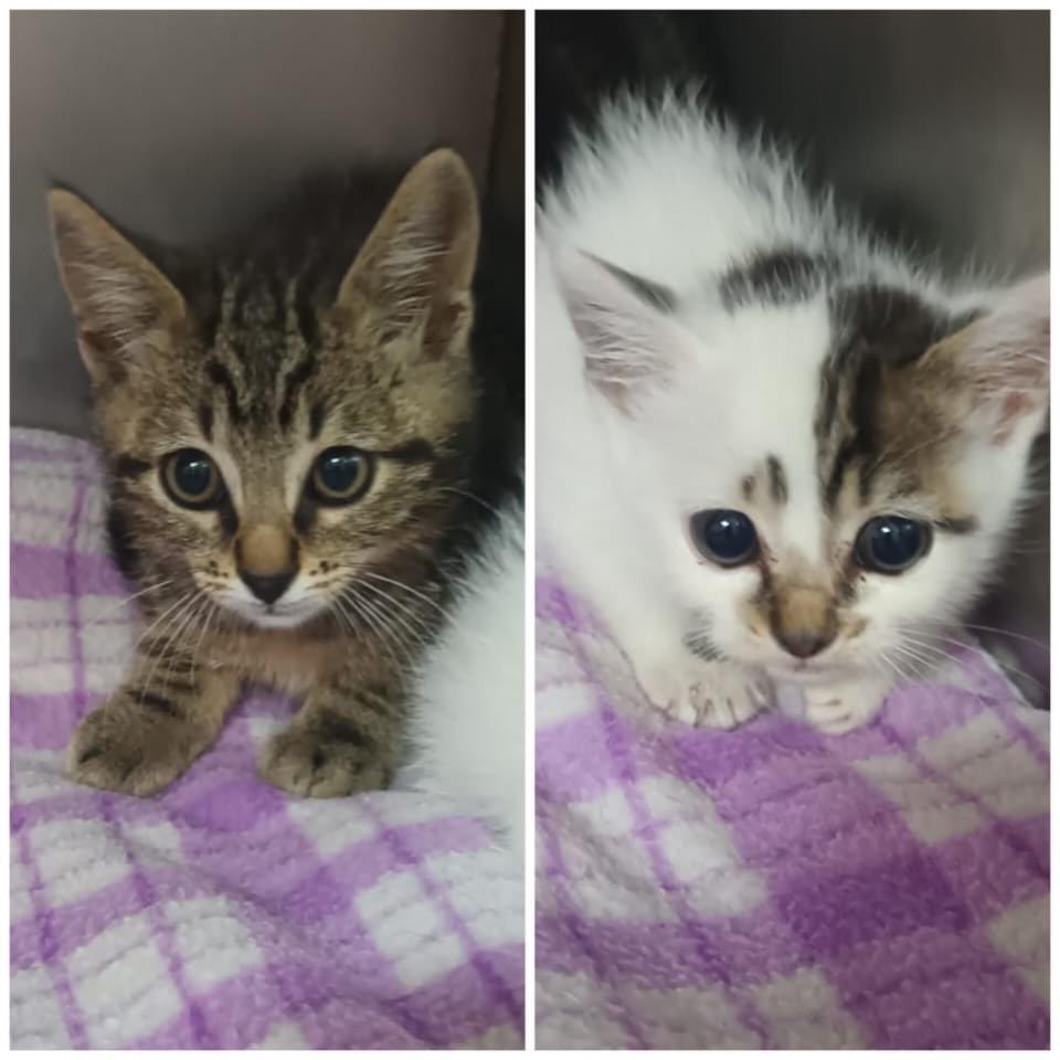 protectoralcoy's tweet photo. GATETS EN ADOPCIÓ

Continuen entrant ventrades de gatets 😥 aquesta vegada us presentem a aquests dos germans, són dos mascles de, aproximadament, mes i mig d'edat.
Si estàs interessat a adoptar contacta amb nosaltres per privat.
S'agraeix difusió. https://t.co/4TLMZQPWdF