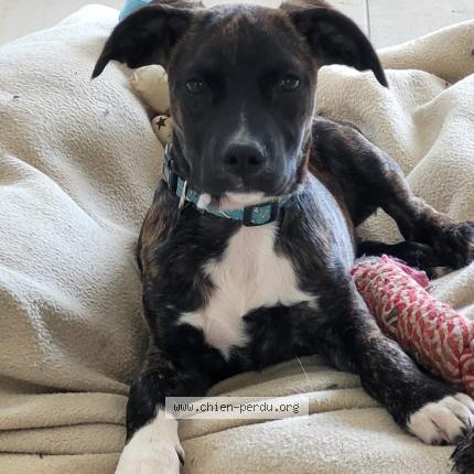 #chien #perdu à COUZON AU MONT D OR 69270 (FR) chien-perdu.org/fr-fr/350563
