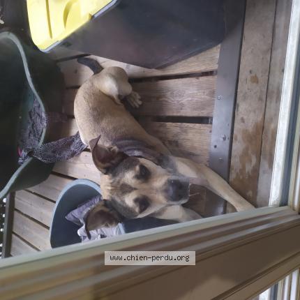 #chien #trouvé à NIMES 30000 (FR) chien-perdu.org/fr-fr/350567