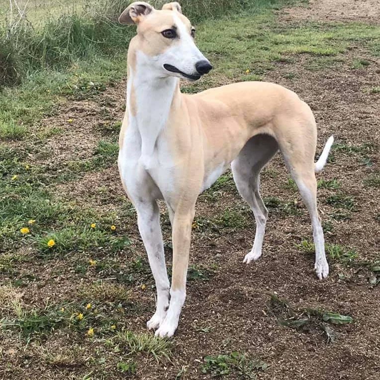 This girl is a picture. Totally stunning. Ballymac meg @ballymacvic14 @CrayfordStadium @CrayRaceOffice #retirednotrescued #greyhoundsmakegreatpets #lifeafterracing