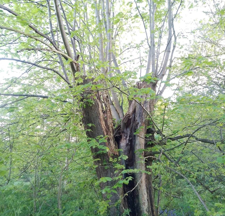 So excited that a lime I added to the @WoodlandTrust #AncientTreeInventory has been verified as an #AncientTree, possibly part of an avenue planted in the 1700s! My brothers and I have been searching for old trees and so far we've added 2 ancient trees and 25 veteran trees 🌳🌳🌳