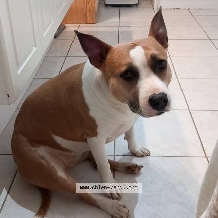 #chien #perdu à LAMASQUERE 31600 (FR) chien-perdu.org/fr-fr/350573