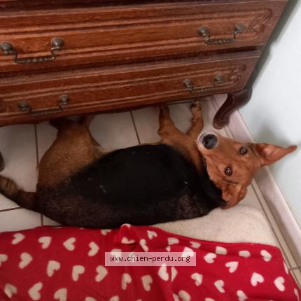 #chien #perdu à LAMASQUERE 31600 (FR) chien-perdu.org/fr-fr/350574