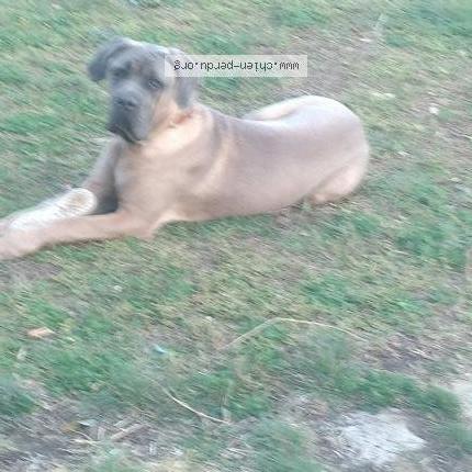 #chien #perdu à SAINT MITRE LES REMPARTS 13920 (FR) chien-perdu.org/fr-fr/350576