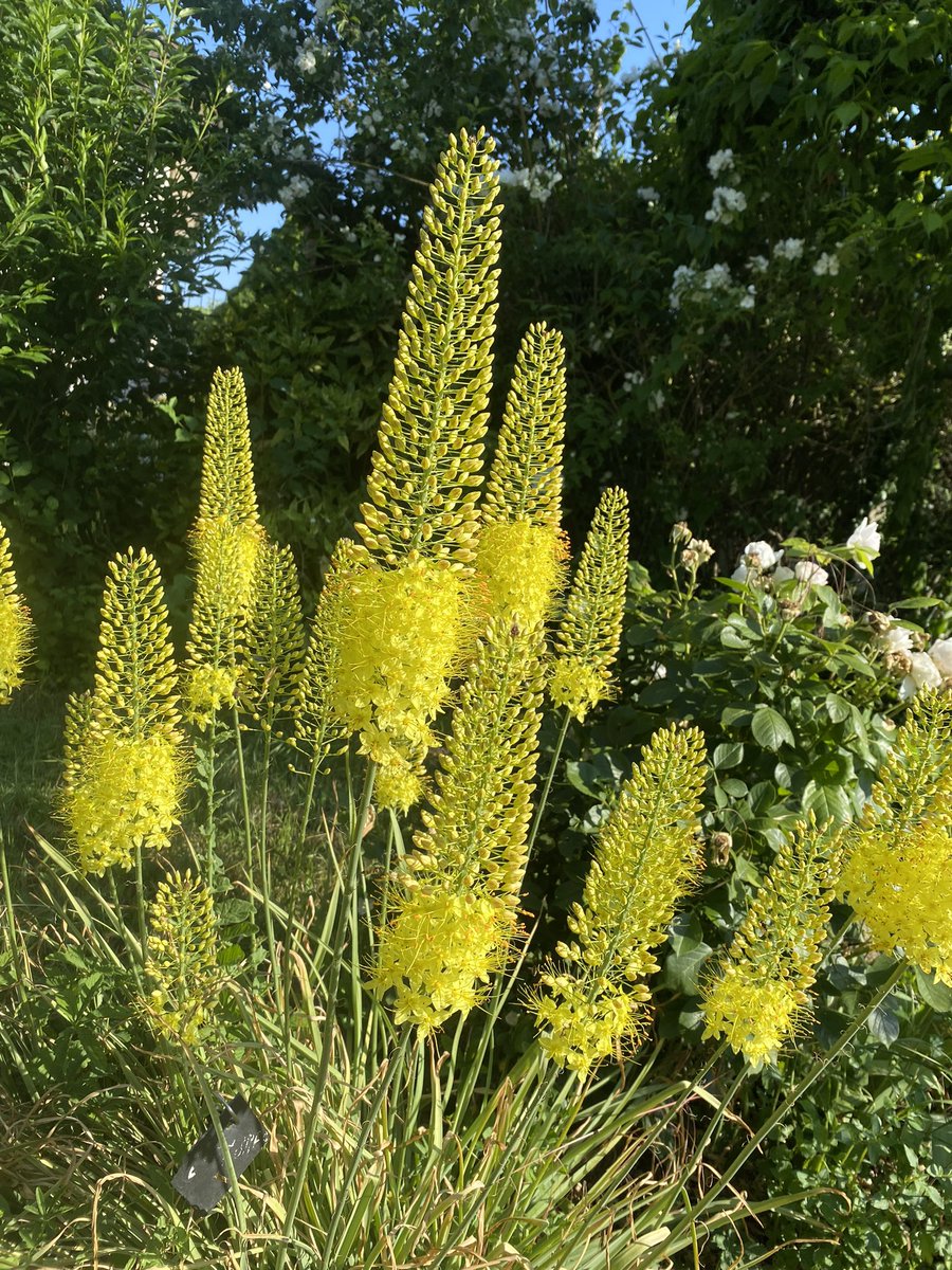 G27Marco's tweet photo. Ascension d’ #eremurus pour notre plus grand bonheur au #jardin #fleur #plante #cheznous #jaune #soleil https://t.co/l9xGD2nlia