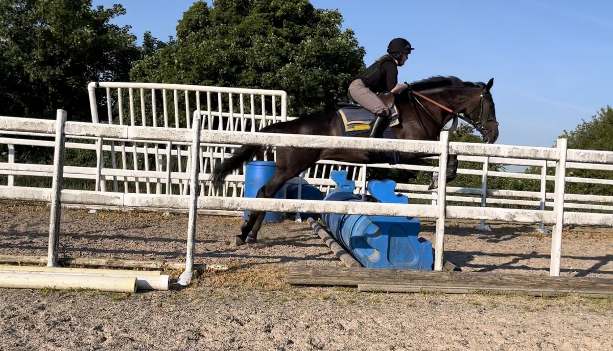jamiesnowden's tweet photo. Great to see #MidnightVenture (by #Telescope) taking well to jumping on @LambournGallops Daughter of our six time #winner #MidnightSilver @DanAbraham01 @page_fuller @Foxtrot_Racing @shadeoakstud @BetVictor https://t.co/jdhcZn4T5L