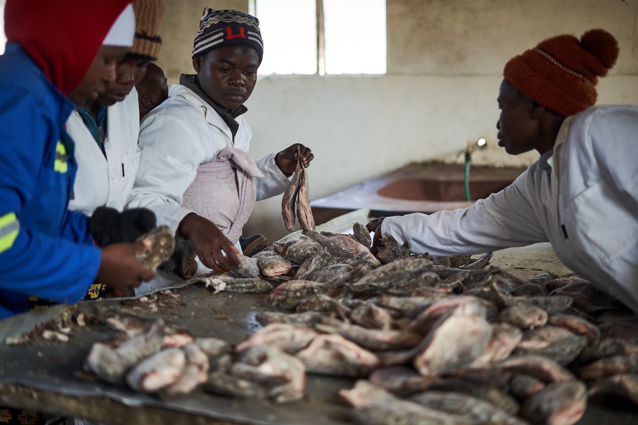 FAO Southern Africa on Twitter "FISH4ACP's virtual tour on