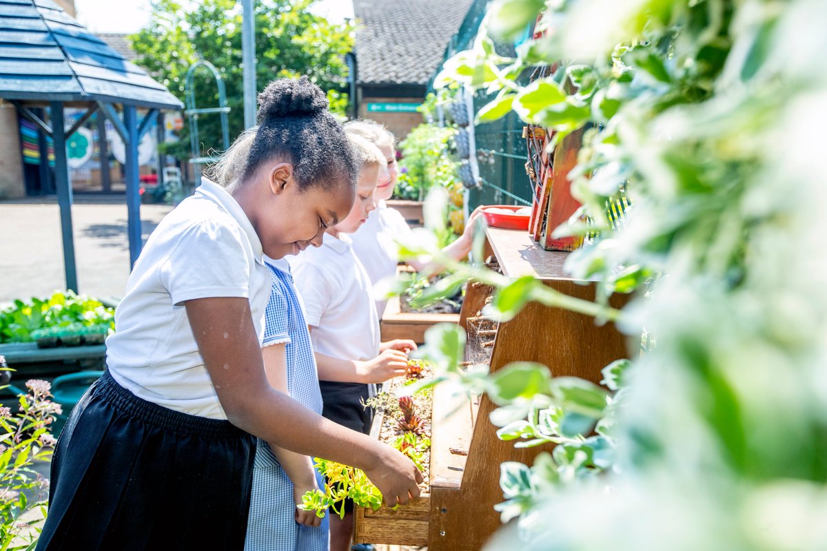 SaveOurStreetTrees tweet media