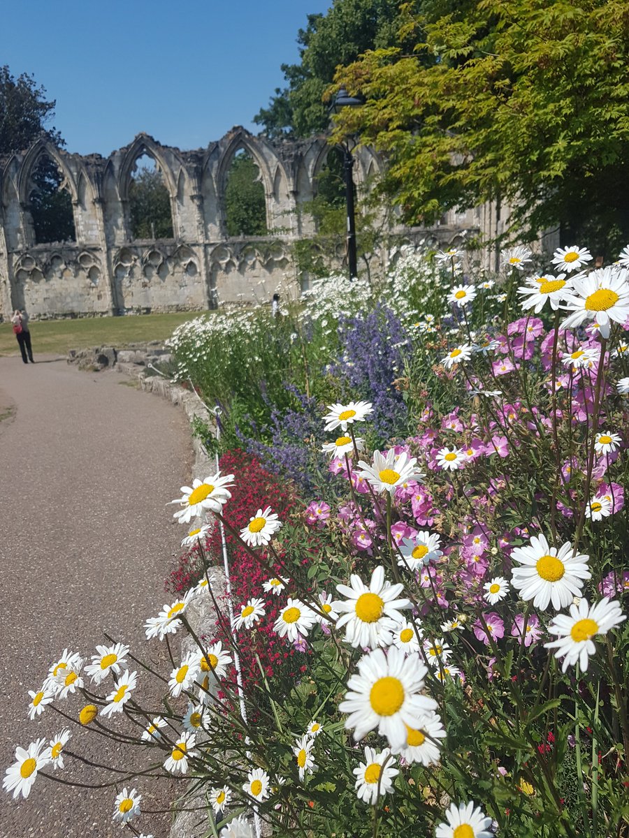 Pleased with the Oxeye daisy introduced to our flower border - just waiting for the Anthemis tinctoria E.C. Buxton to open....... doing a rain dance in the meantime

<a href="/YorkMuseumTrust/">York Museums Trust</a> #historic # york #boyanic #stmarysabbey <a href="/YorkshireMuseum/">Yorkshire Museum</a>