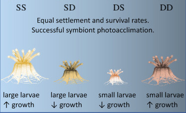 Though our data reveal rapid symbiont acclimation, reduced growth rates and limited capacity for skeletal modification will likely limit the potential for mesophotic larvae to settle on shallow reefs.