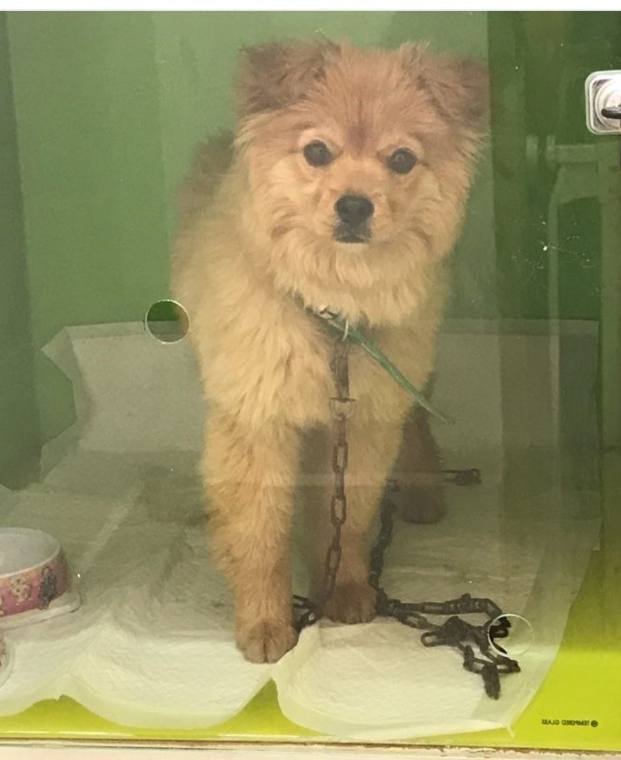 mixed_durong's tweet photo. 오늘 엄마가 문득
근데 리마는 정말 탈출해서 견생역전한거 아니냐 라고 했고 어쩌면 그럴지도 라고 생각했다.
저 목줄을 통해 읽히는 많은 것들을 생각하면 리마는 일생일대의 탈출을 했는지도 https://t.co/vbuUj5lQ2B