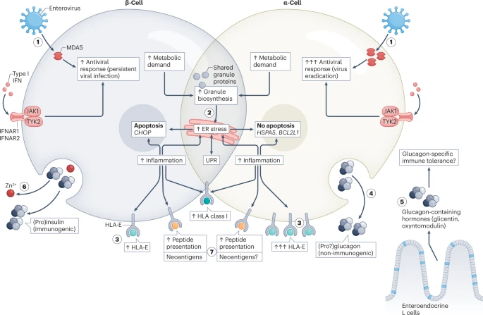 Why does the immune system destroy pancreatic β-cells but not α-cells in type 1 diabetes? Find out more @NatureRevEndo 👉acortar.link/K64OHR @SEDiabetes @ciberdem @SEBBM_es