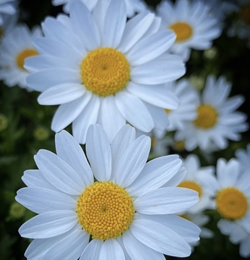 Deniz 0536.352.82.70 (@naz_destan) on Twitter photo 
