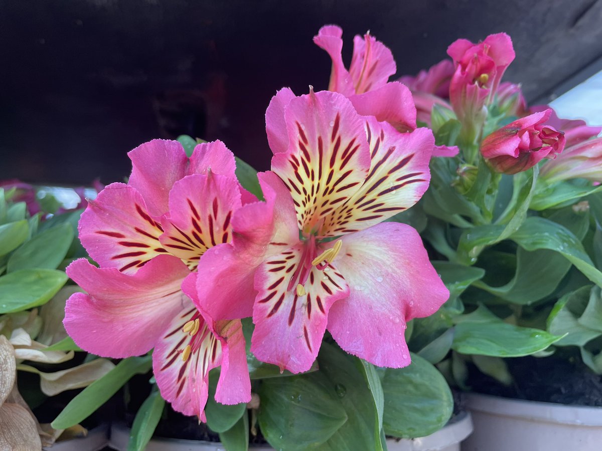 Allensmore Nurseries tweet media