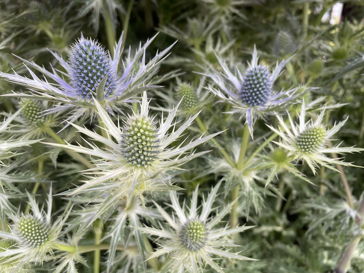 Allensmore Nurseries tweet media