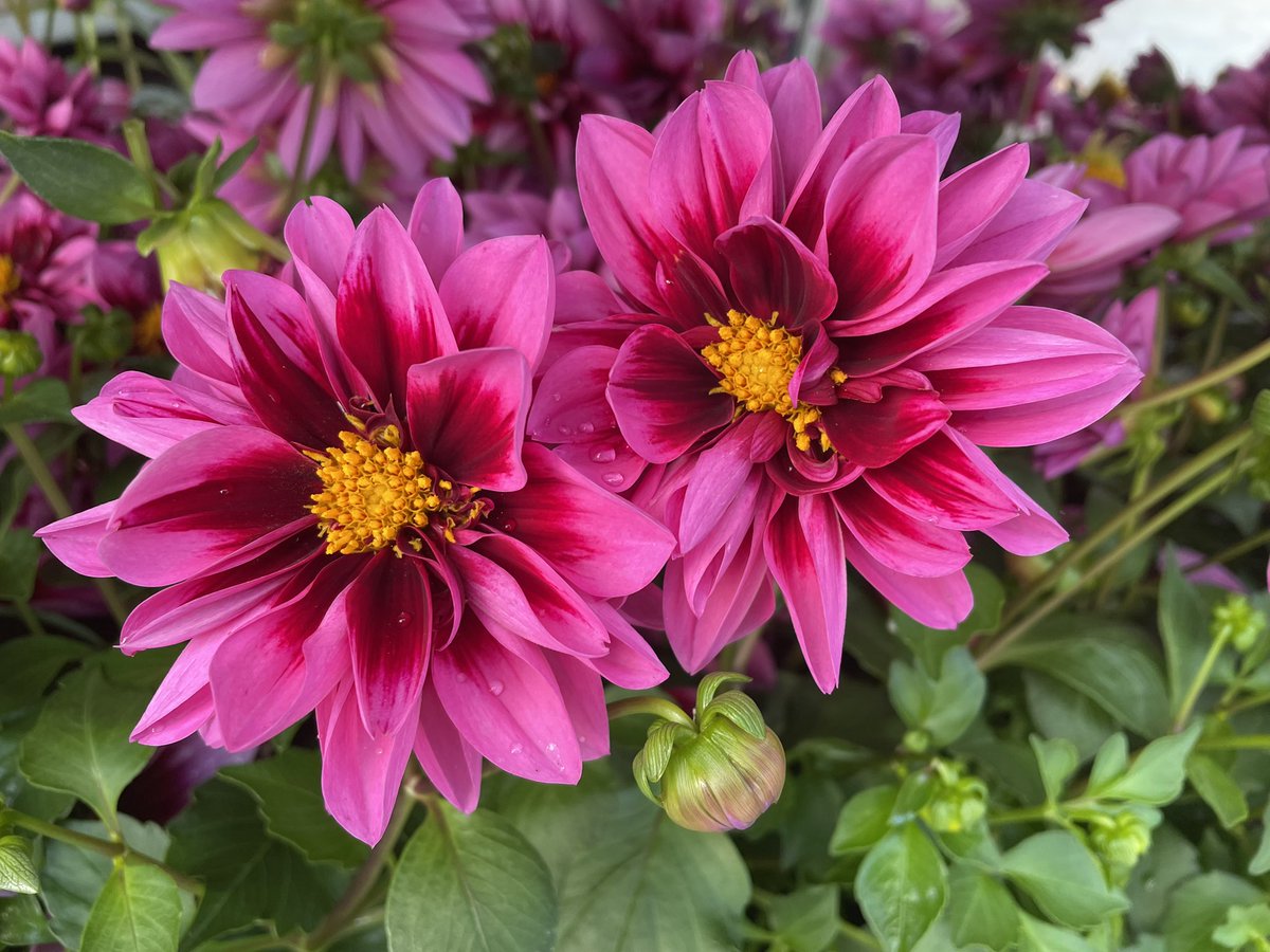 Allensmore Nurseries tweet media