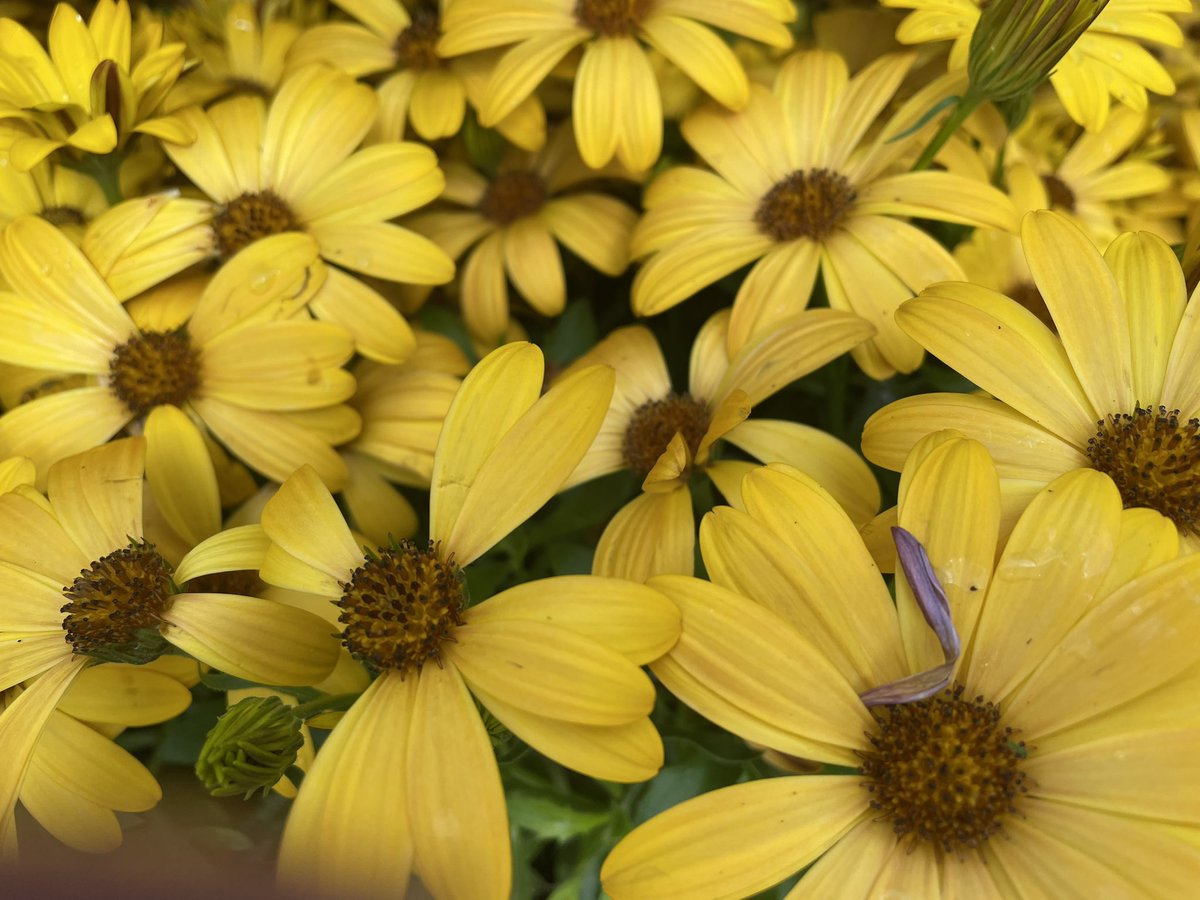 Allensmore Nurseries tweet media