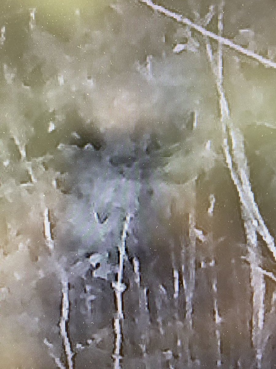 BoswachterFrans's tweet photo. Bij het nakijken van de beelden wildcamera zag ik das, haas, ree en bosmuis maar ook dit! Zien jullie het ook? #eng #geest #fantoom #pareidolia in het @VanGoghNP https://t.co/iIaEOgIpRs