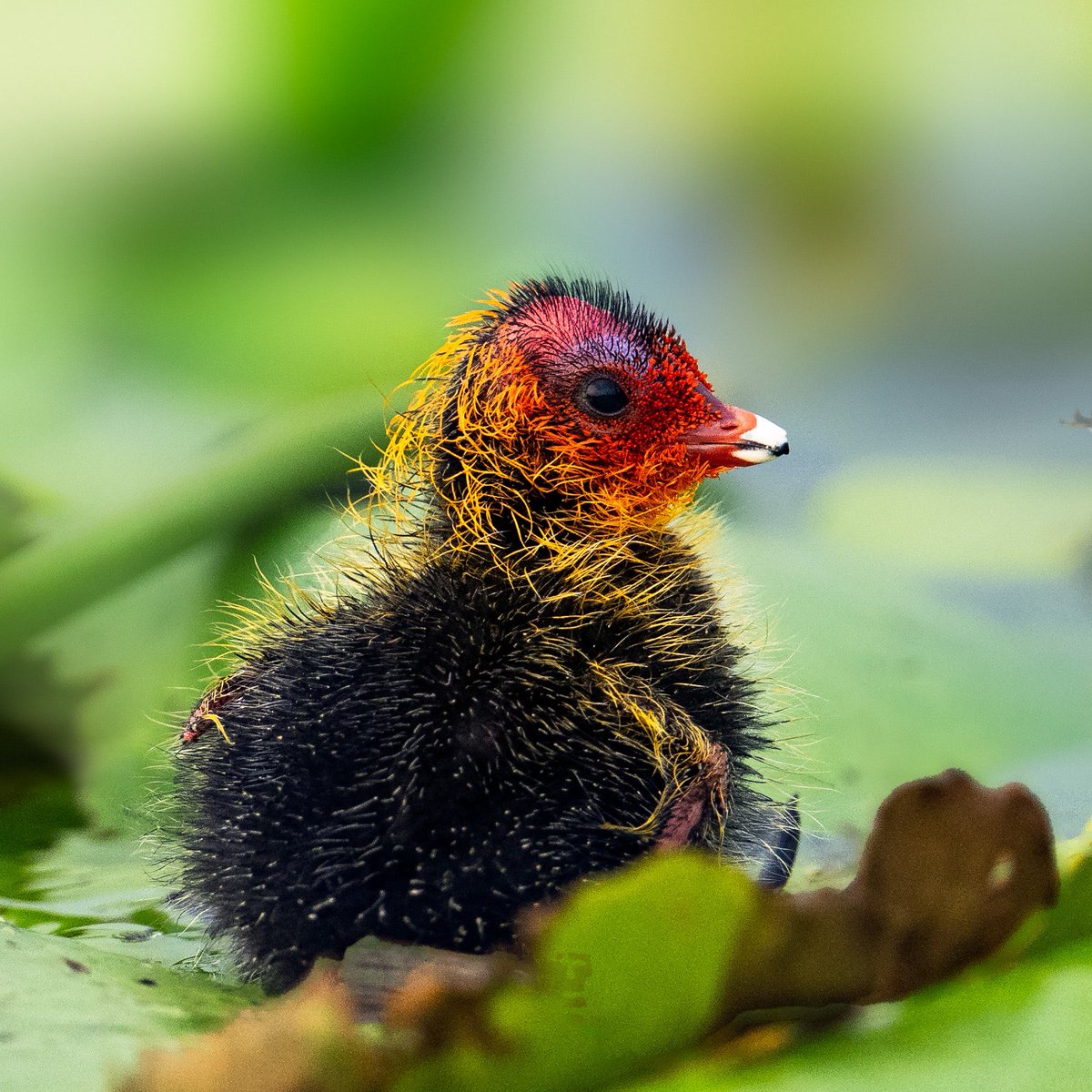 Just hatched baby of Eurasian Coot #suman_sahaphotography
@natgeo @natgeowild @bbcwildlifepotd @bbcwildlifemagazine @wwf @newbig5project @igscwildlife @wildlifeaddicts@animalplanet @discoverychannelin @discovery.wild @NIffeatue @indianwildography  @nofilterbyindigo @birdnames_en