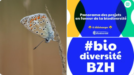 🔎Un panorama pour visualiser les projets #biodiversitéBZH depuis 2016 ; date de publication de la loi de reconquête sur la biodiversité.

🎯Estimer l’effort breton en faveur de la biodiversité et les effets bénéfiques depuis ce renforcement législatif.

👉biodiversite.bzh/nouvelle/panor…