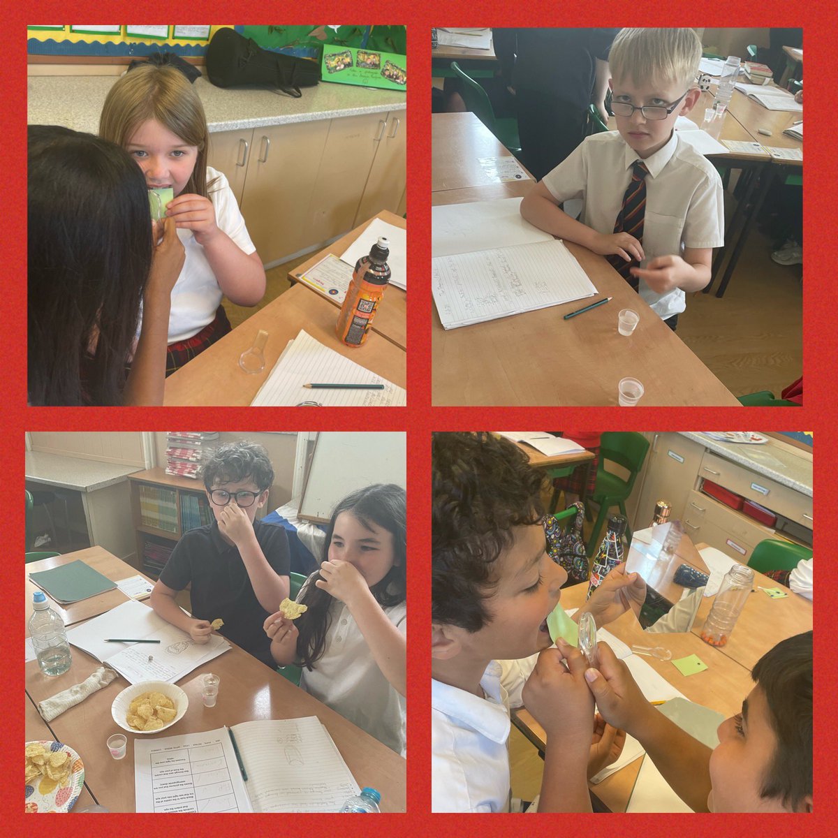 P6a were investigating tastebuds on Friday. They examined their own tastebuds to discover who  amongst them was a super taster. They were tricked by food colouring, crisps out of packets and they identified sweet, sour and salty liquids.