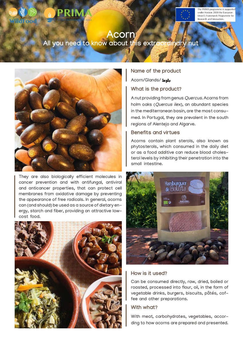WildFood_PRIMA's tweet photo. Acorns contain plant sterols which consumed daily can reduce blood cholesterol levels. 🌲  

Learn more about the benefits of acorns👇🏼  #WildFoodProject #WildFoodPrima https://t.co/vIvWOOS6KG