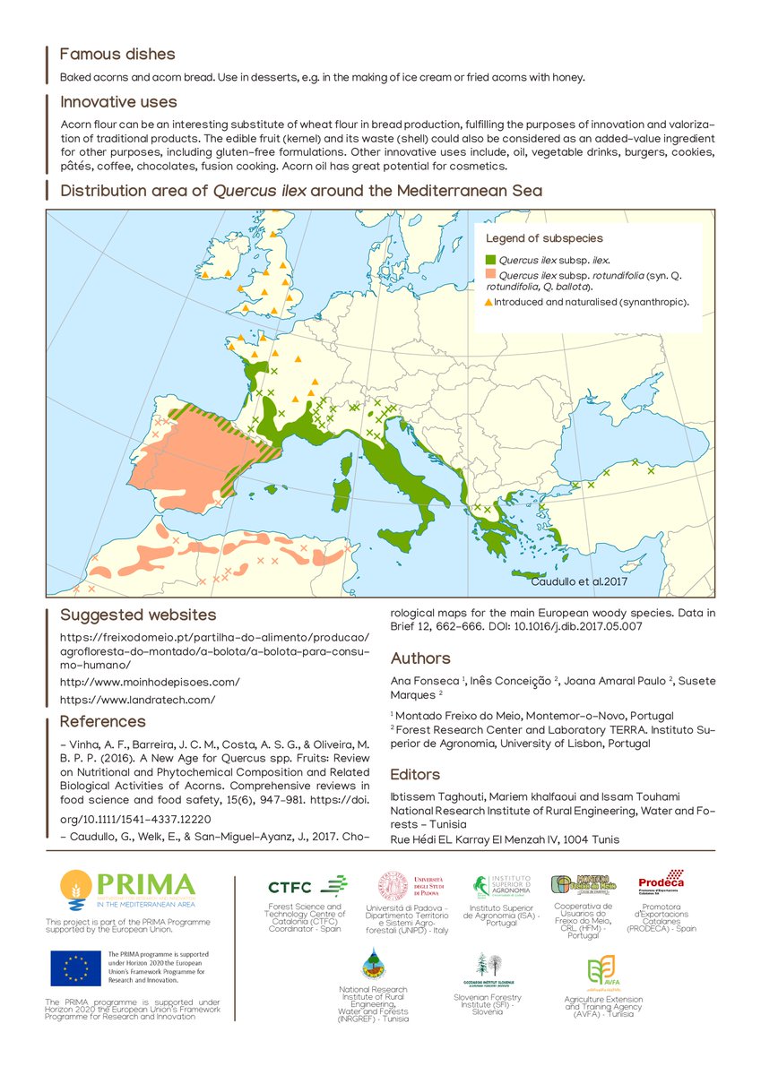 Acorns contain plant sterols which consumed daily can reduce blood cholesterol levels. 🌲  

Learn more about the benefits of acorns👇🏼  #WildFoodProject #WildFoodPrima