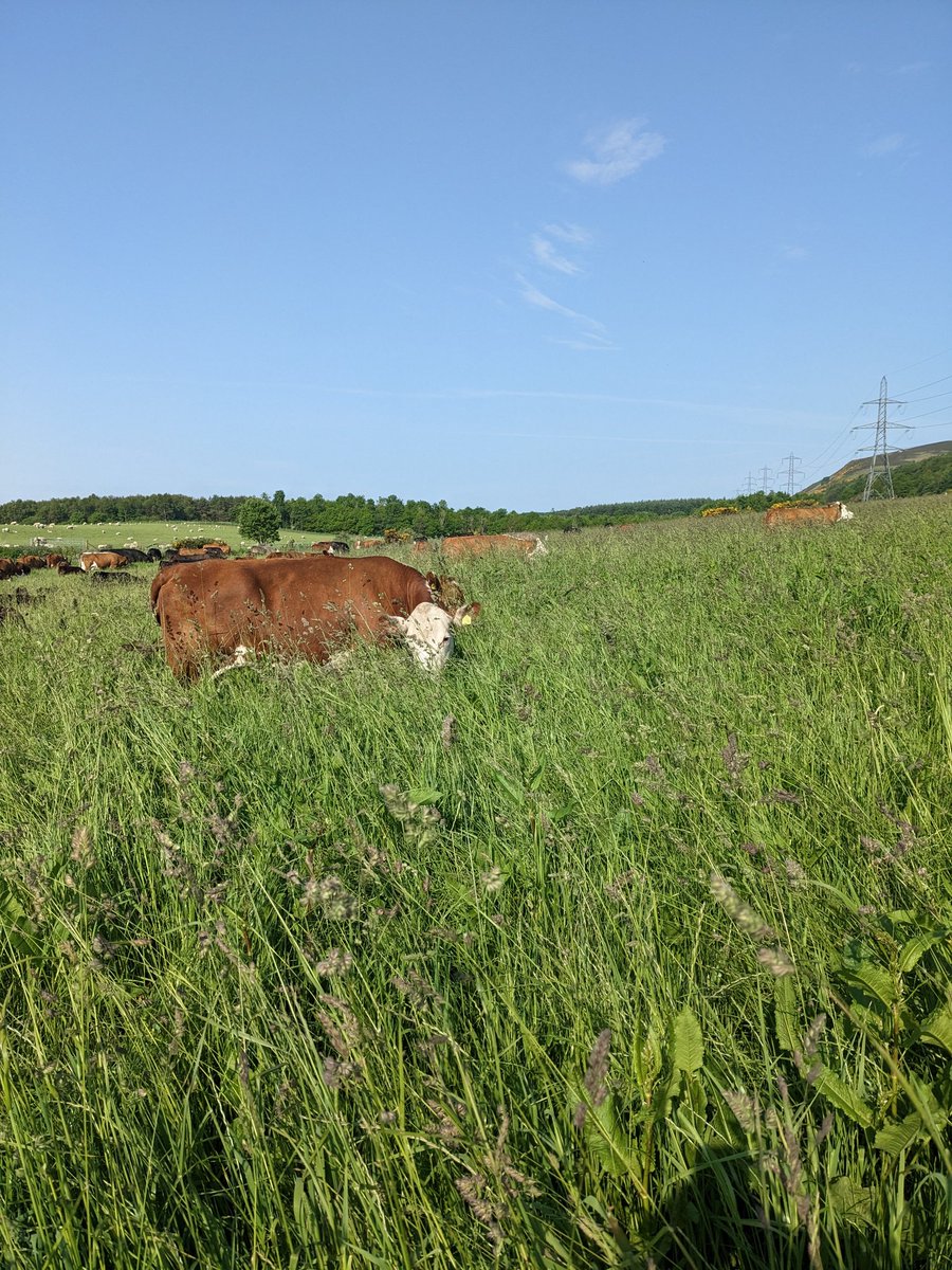 Short cows in tall grass!