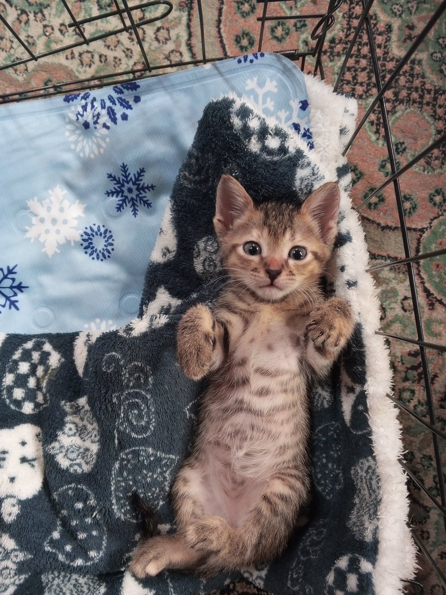 SammyracleJeane's tweet photo. Momo 💜
#kitten
#RESCUEISMYFAVORITEBREED https://t.co/I6fRnpdroh
