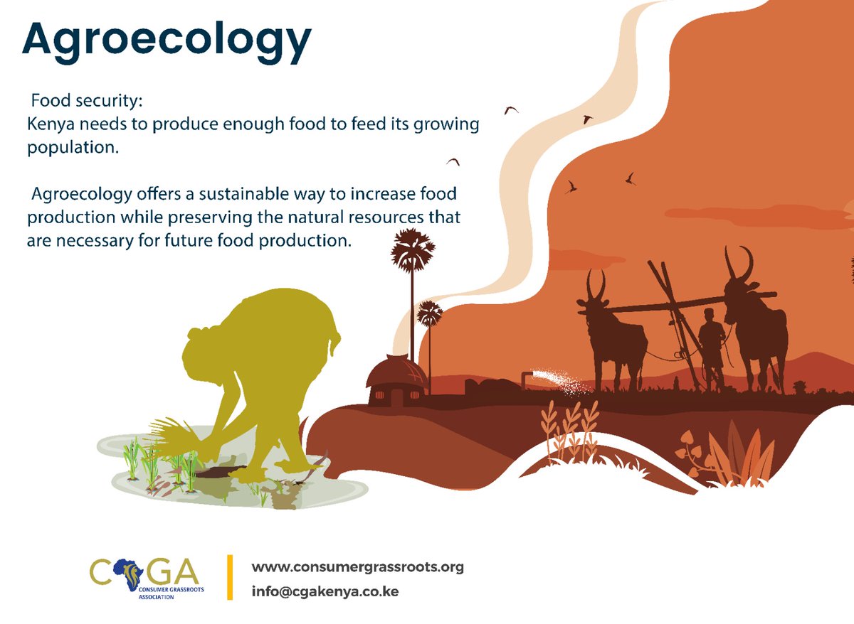Consumers_Kenya's tweet photo. Agroecology is a system of farming that emphasizes the use of ecological principles and practices to enhance agricultural productivity while maintaining the health of the ecosystem. This approach to farming recognizes the interdependence between human beings, plants, animals, and the environment. Agroecology seeks to promote sustainable agriculture by using natural resources efficiently, minimizing the use of synthetic inputs, and fostering biodiversity.

In Kenya, agroecology can help address the food security challenges by providing a sustainable way to increase food production. The country has been facing food shortages due to various factors such as climate change, soil degradation, and population growth. Agroecology offers a viable solution to these challenges by promoting sustainable farming practices that enhance soil fertility, conserve water, and reduce greenhouse gas emissions.

By adopting agroecology, farmers can produce diverse and locally grown food that meets the nutritional needs of consumers. This approach promotes the use of indigenous crops and livestock breeds, which are well adapted to local conditions and have high nutritional value. Consumers can benefit from access to fresh and healthy food that is free from harmful chemicals and pesticides.

In conclusion, agroecology offers a sustainable way to increase food production in Kenya while promoting biodiversity and environmental conservation. This approach can help address the food security challenges by providing consumers with diverse and locally grown food that is healthy and nutritious. By adopting agroecology, farmers can improve their livelihoods while contributing to a more sustainable future for all.

@FundAgroecology @FutureForAll
@ESA_Agroecology @BiovisionAfrica
@AgroecologyNow @MESPT_ke @Yobike254 @odhiambofellix @VinaigretteGirl @crispus_kinyua @DennisBeth10 @kilimoKE @hivosroea @BeeAsMarine
#NotSafeNotFood #Agroecology