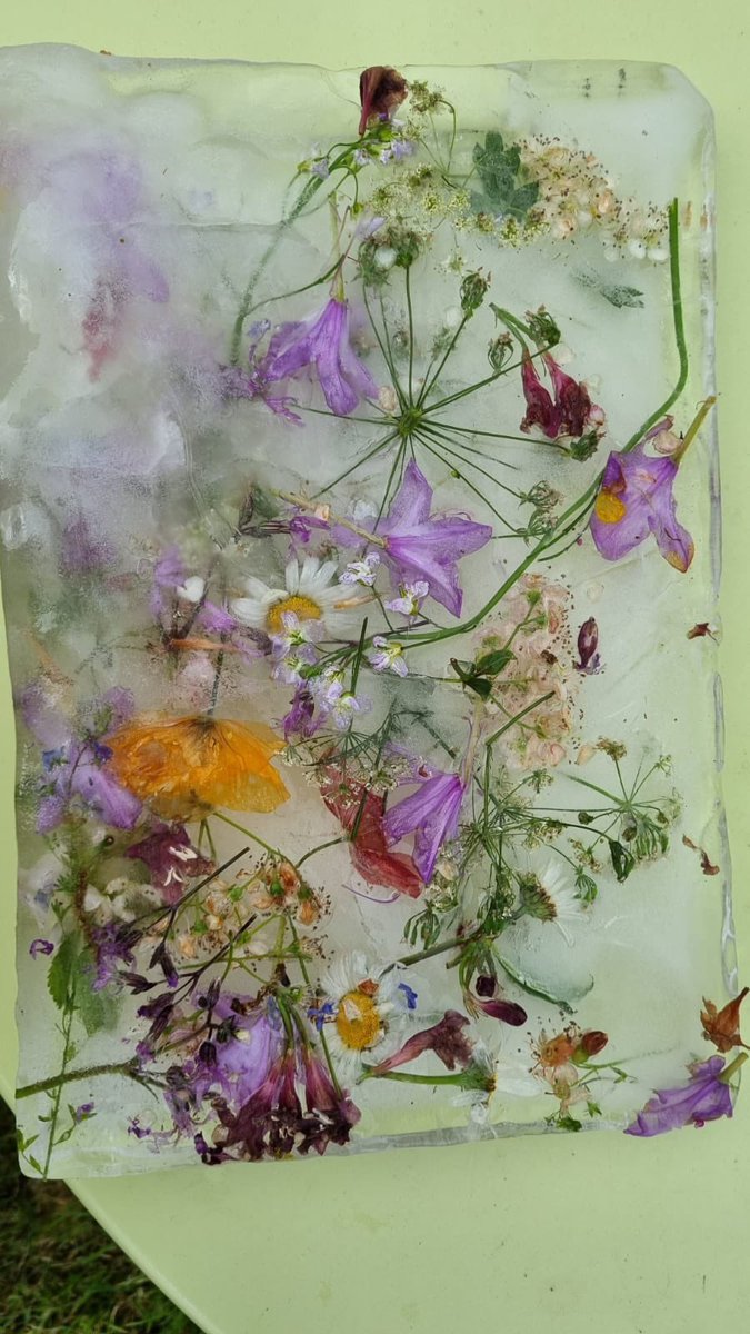 sigrandy's tweet photo. @CCCRPrimary Lola collected wild flowers on a walk, arranged them and created a floral frozen ice piece of artwork #summerhomework https://t.co/xCslkM3xJC