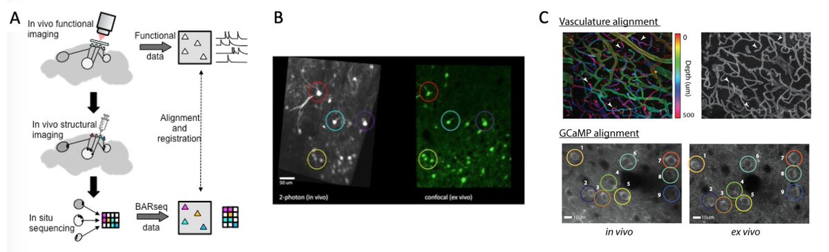 Tony Zador (@tonyzador) on Twitter photo Zador lab postdoc opportunity!
Are you interested in discovering how different transcriptomically-defined cell types contribute to visual decision making in mice?
Uses 2-photon recording and BARseq in scenic CSHL (near NYC).
Spread the word!
<a href="/IntlBrainLab/">International Brain Laboratory</a> Zador lab postdoc opportunity!
Are you interested in discovering how different transcriptomically-defined cell types contribute to visual decision making in mice?
Uses 2-photon recording and BARseq in scenic CSHL (near NYC).
Spread the word!
<a href="/IntlBrainLab/">International Brain Laboratory</a>