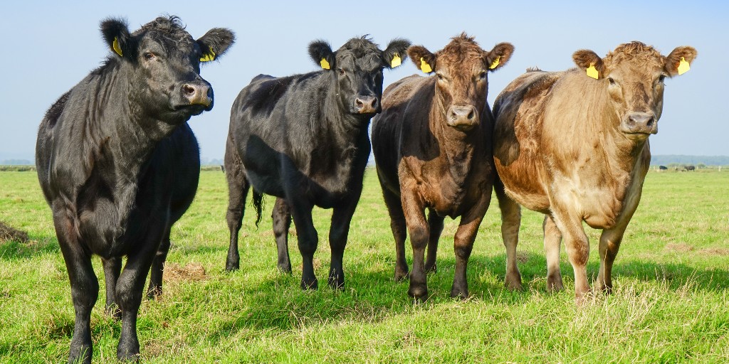 🐮Why does livestock nutrition matter?🐮

Gut health solutions can: reduce harmful emissions; improve body weight gain; reduce bad pathogens & reduce antimicrobials.

Explore what we have to offer: ow.ly/vqoK50OHOmG

#AnimalNutrition #EvonikAnimalHealth #LivestockNutrition