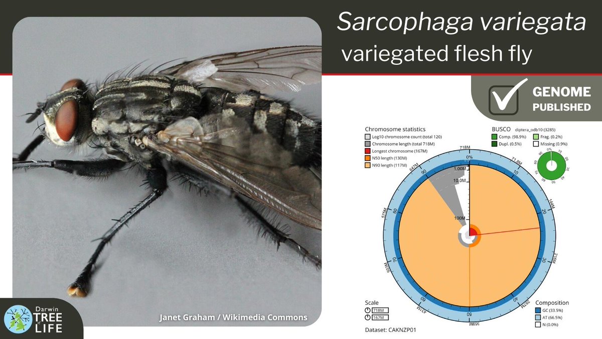 darwintreelife's tweet image. Our latest #DarwinTreeOfLife #GenomeNote: the variegated flesh fly, Sarcophaga variegata🪰

Thanks to @StevenFalk1 @JohnMulley @GenomeWytham @OxfordBiology @NHM_Science @SangerToL and all who helped generate this #genome🧬

📑Read more @WellcomeOpenRes:
wellcomeopenresearch.org/articles/8-234
