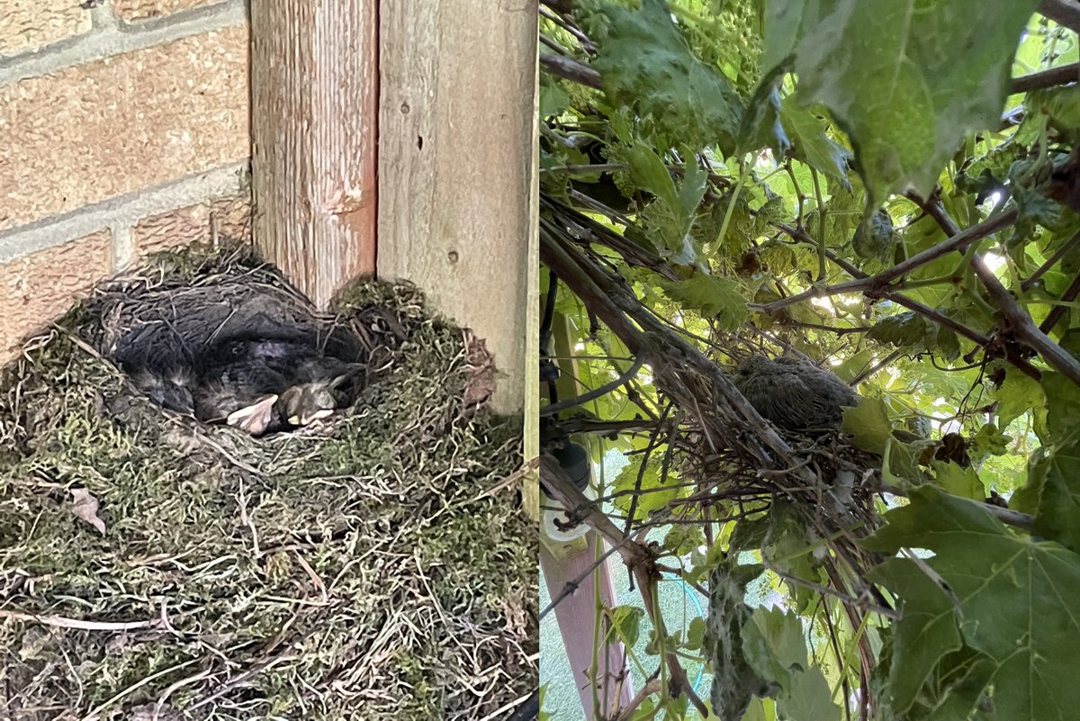 frothybevy's tweet photo. 4 Blackbird chicks and a collared Dove all nesting within 10 feet of each other under our grapevine! #BBCSpringwatch 🐣 https://t.co/qQh881Cohy
