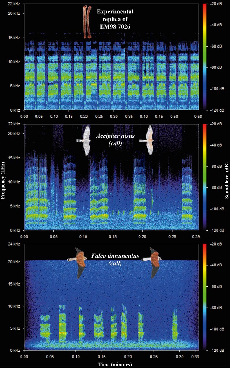 "Among the 58 species identified in the Final Natufian of Eynan-Mallaha, the calls of the Common kestrel and the Sparrowhawk are the only ones that develop similar sound spectra"
🐦🔊
#Natufian #Prehistory #Archaeology #birds #music 

(Davin et al., 2023)  rdcu.be/dd8o6