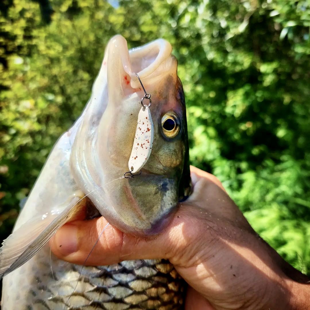 Shostka_Spoon's tweet photo. Fish from Slovenia Lure: Fix 4 g col.161. https://t.co/8KtydL2v3C